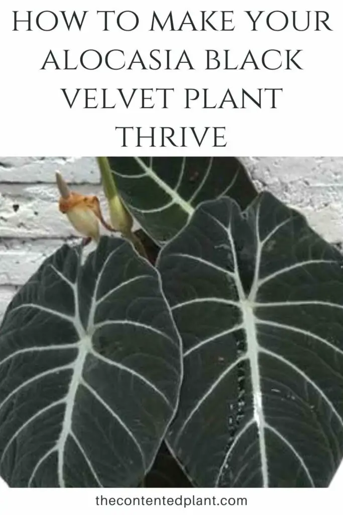 how to make your alocasia black velvet plant thrive-pin image