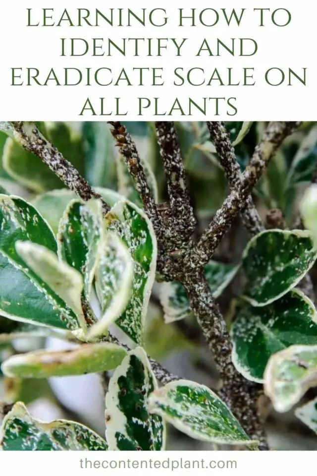 Scale on PlantsIdentification and Eradication The Contented Plant