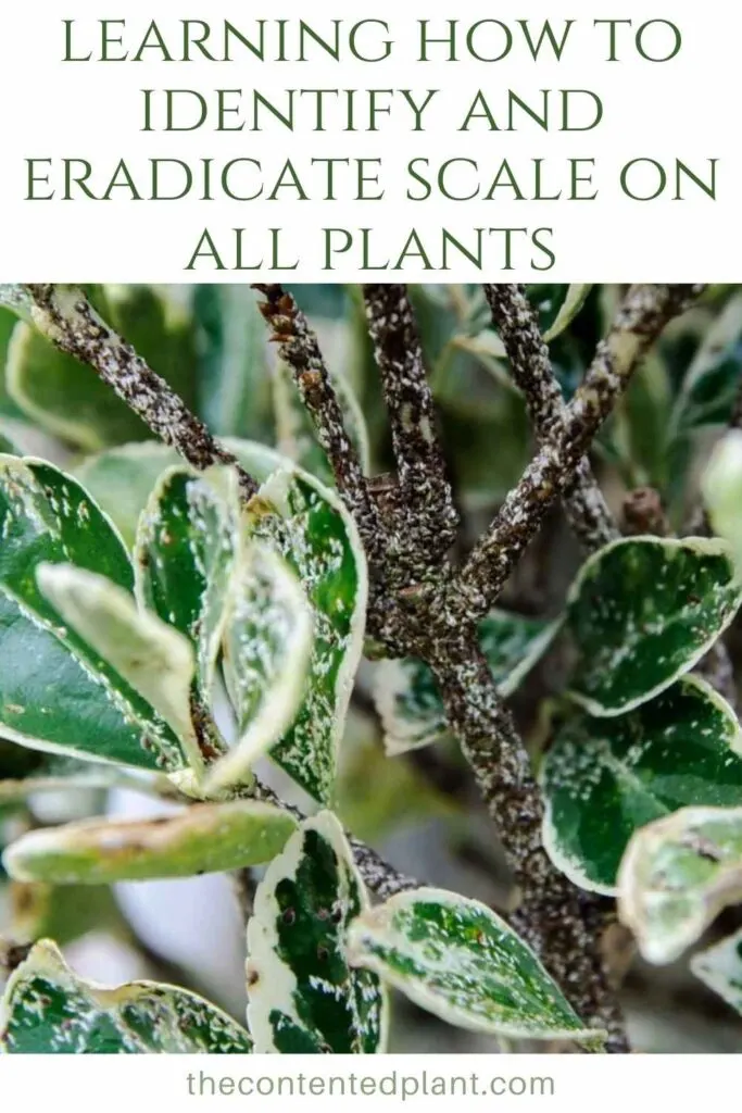 identify and eradicate scale on all plants-pin image