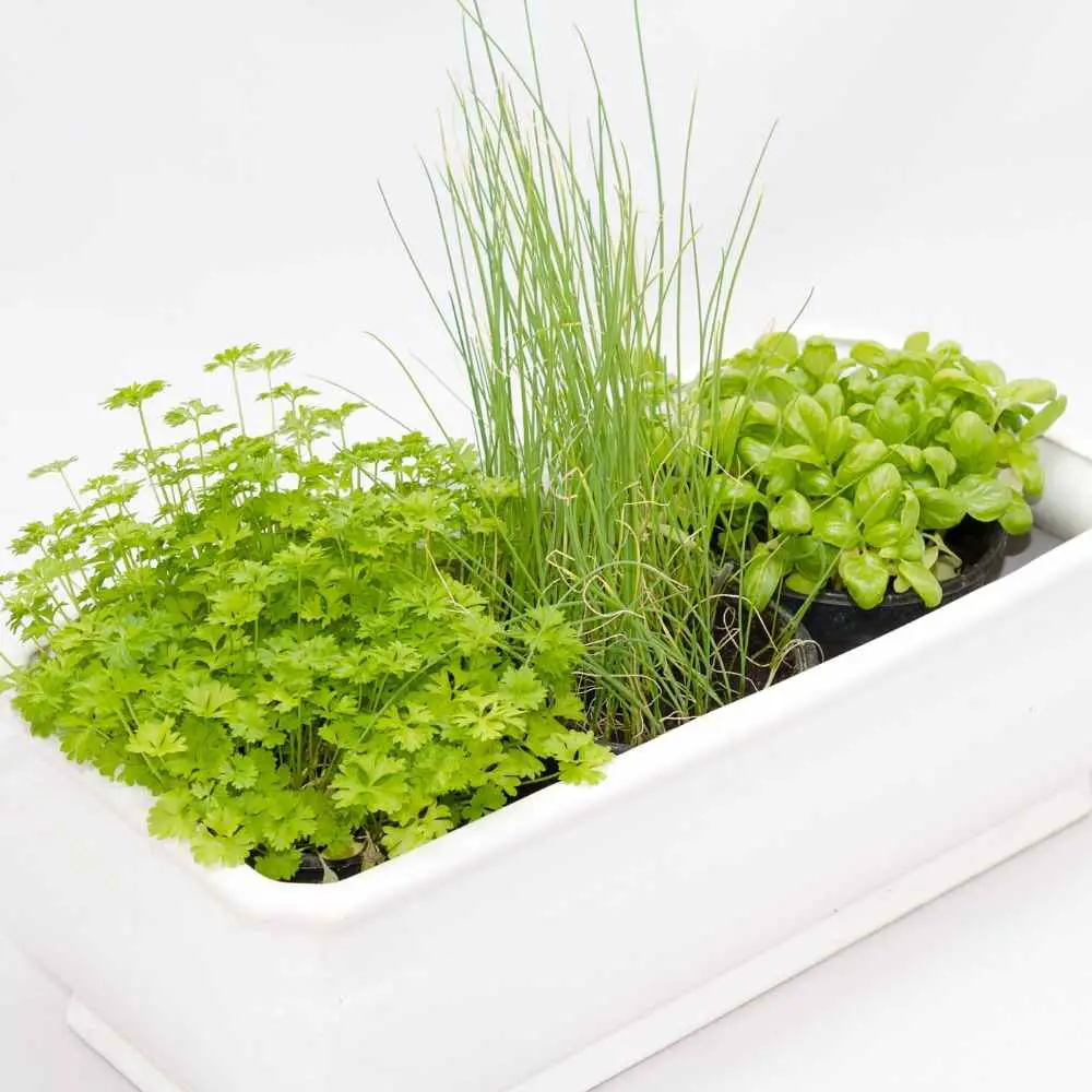 kitchen herbs planted together