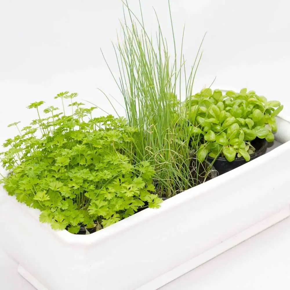 growing herbs indoors in planting grouped together