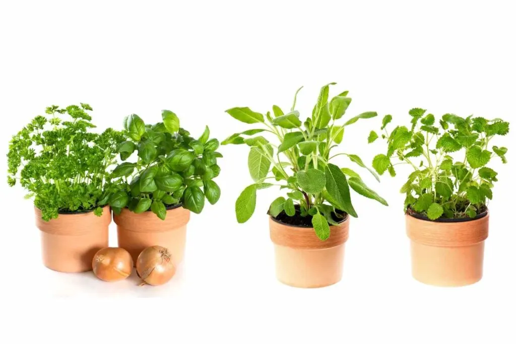 small clay pots work well for growing herbs indoors