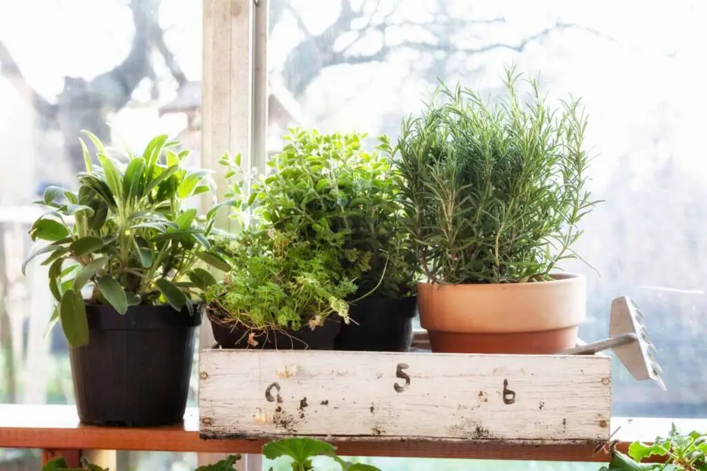 bringing herbs in for winter