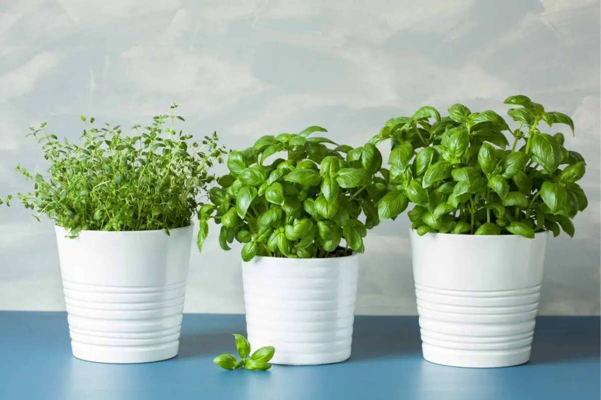 How to Grow Herbs Indoors - The Contented Plant