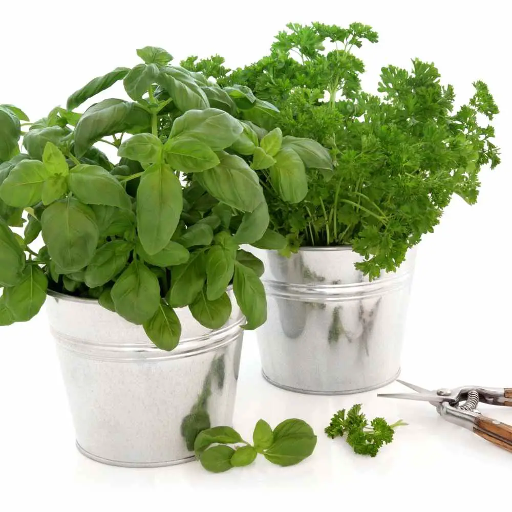 How to grow herbs indoors