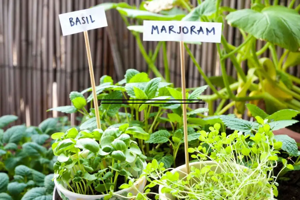 labeled herbs