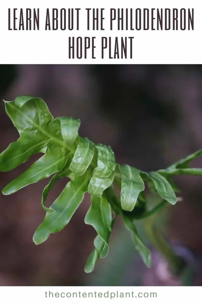 learn about the philodendron hope plant-pin image