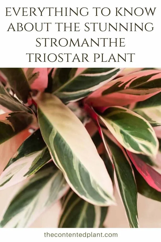 stunning stromanthe triostar plant-pin image