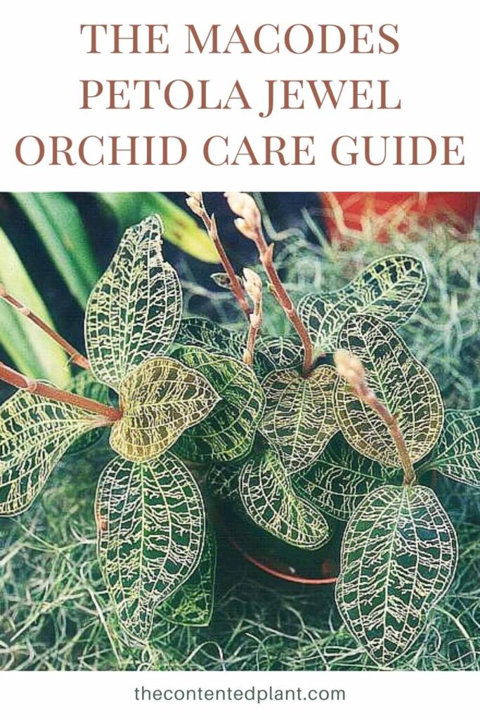 the macodes petola jewel orchid care guide