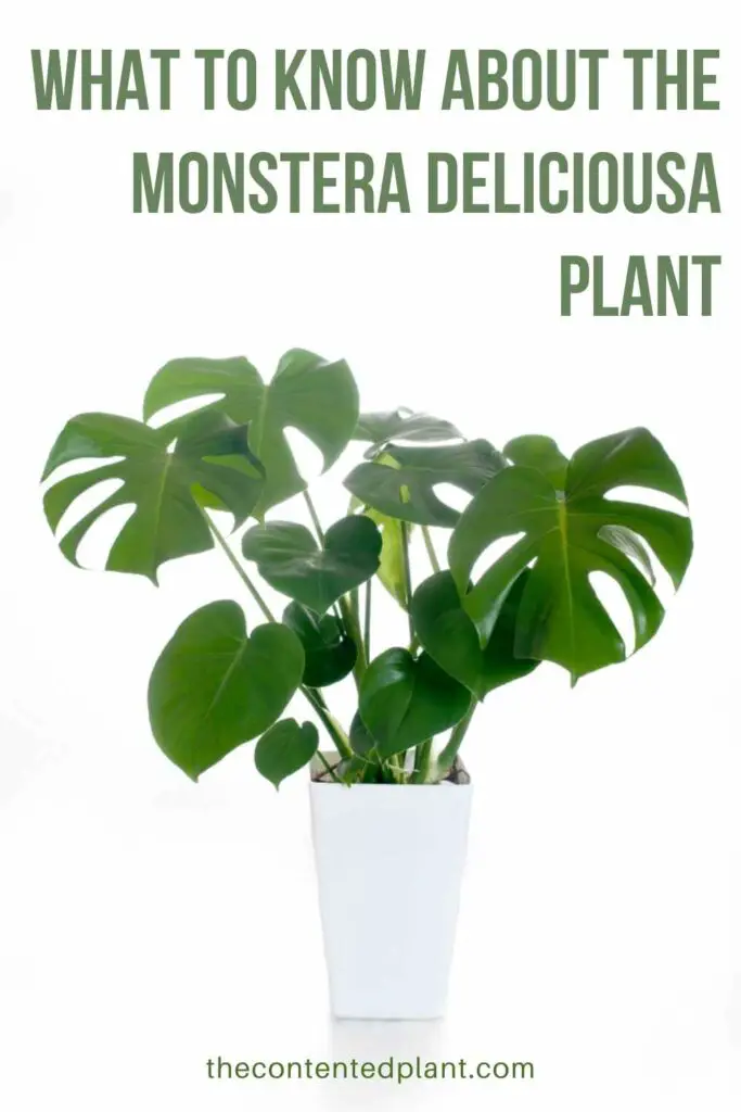what to know about the monstera deliciousa plant-pin image