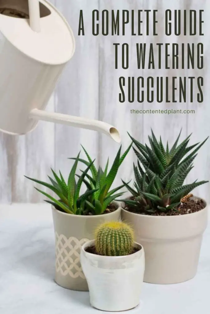 a complete guide to watering succulents-pin image
