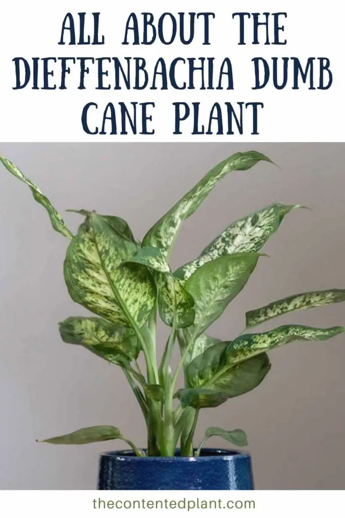 all about the dieffenbachia dumb cane plant-pin image