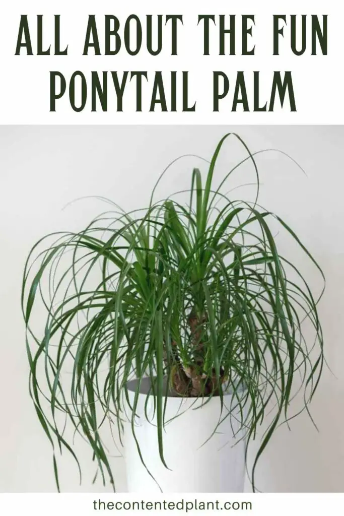 all about the fun ponytail palm-pin image