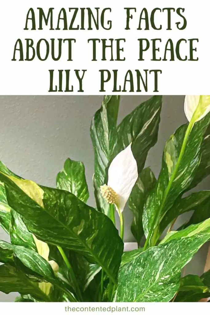 amazing facts about the peace lily plant -pin image