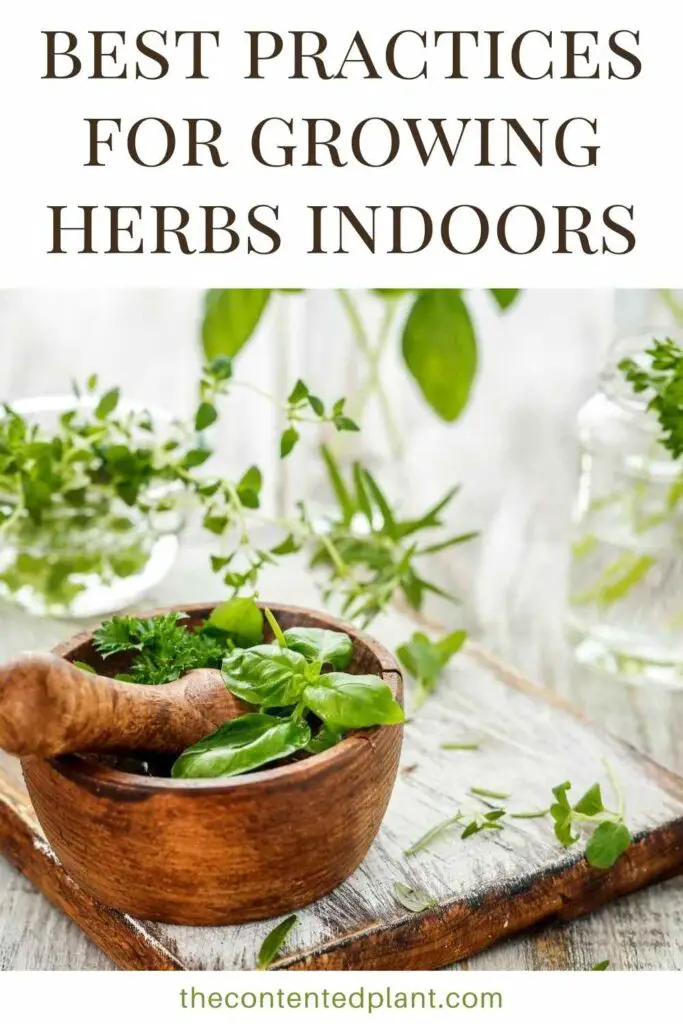 best practices for growing herbs indoors-pin image