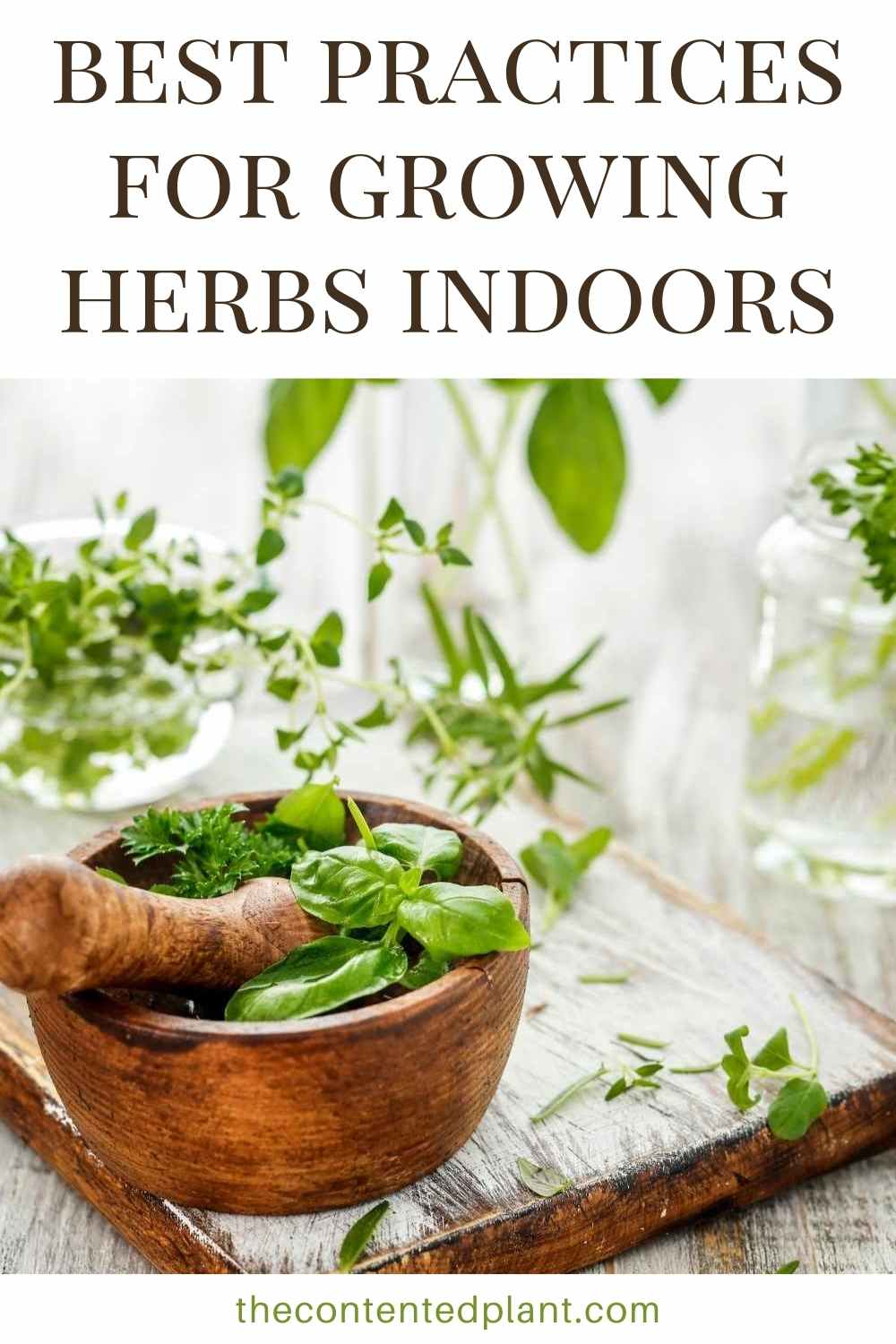 How to Grow Herbs Indoors - The Contented Plant