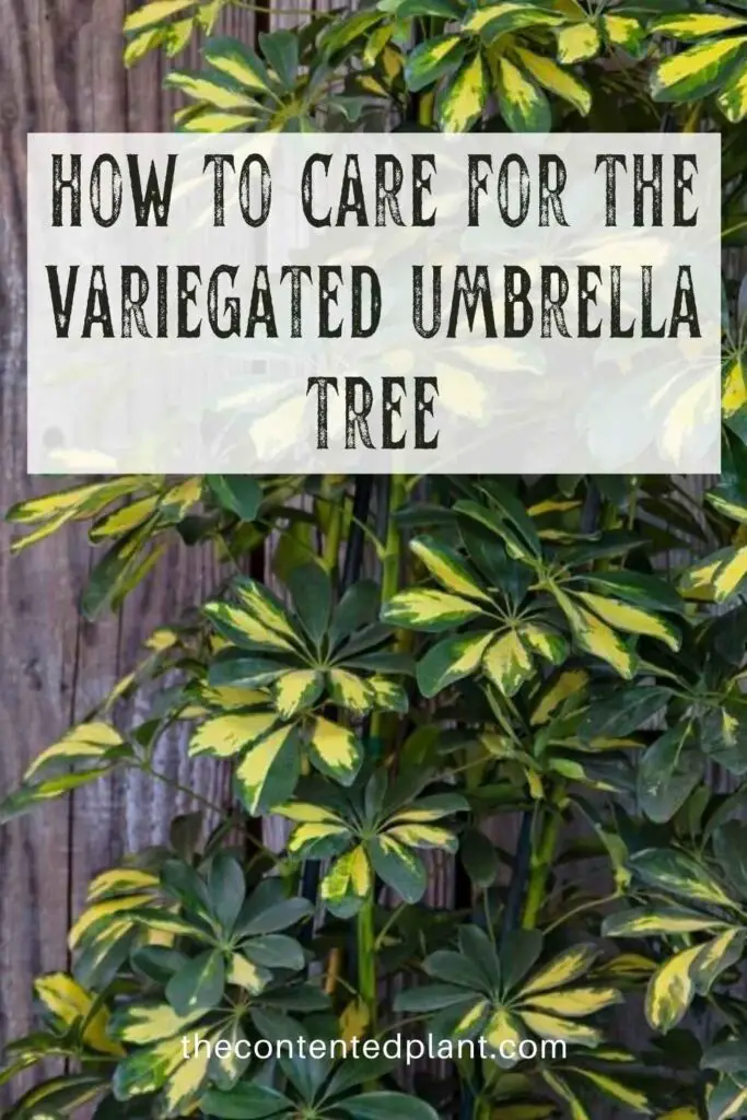 how to care for the variegated umbrella tree-pin image