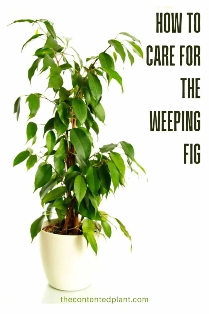 how to care for the weeping fig-pin image
