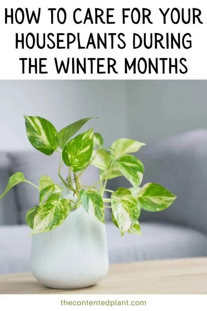 how to care for your houseplants during the winter months-pin image