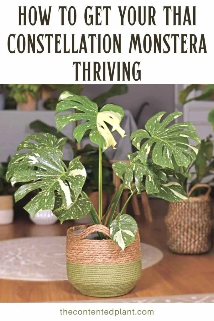 how to get your thai constellation monstera thriving-pin image