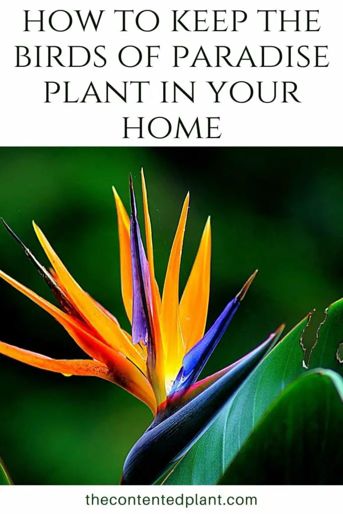 how to keep the birds of paradise plant in your home-pin image