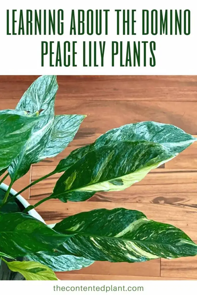 learning about the domino peace lily plants-pin image