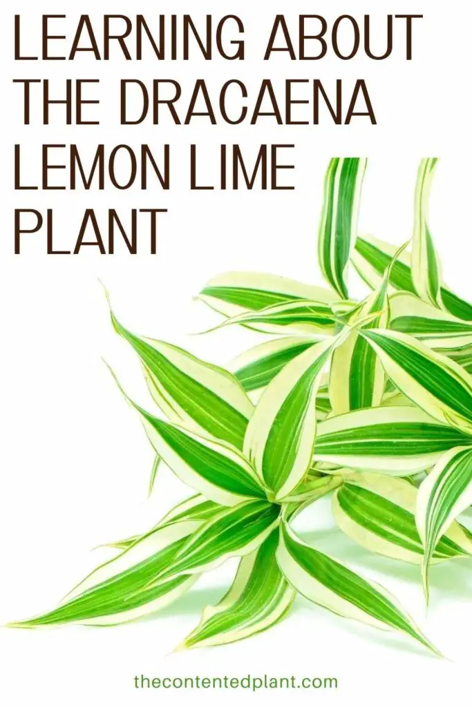 learning about the dracaena lemon lime plant-pin image