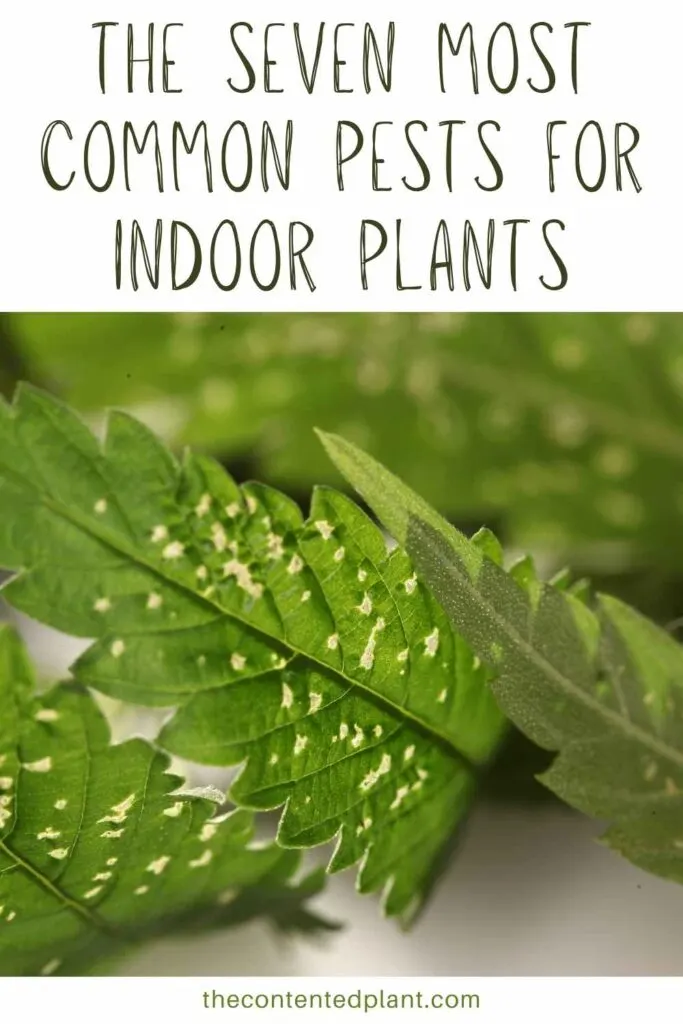 the seven most common pests for indoor plants-pin image