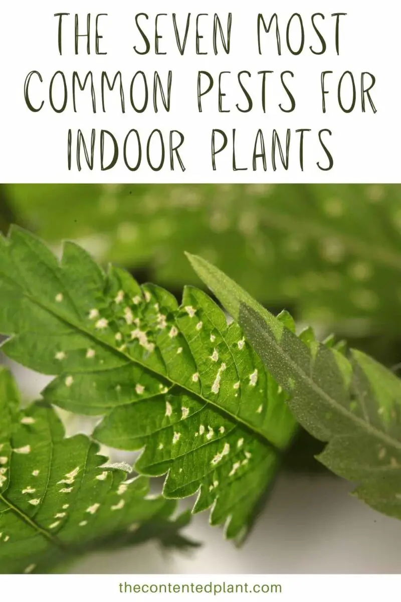 7 Common Indoor Plant Pests (& How to Kill them)