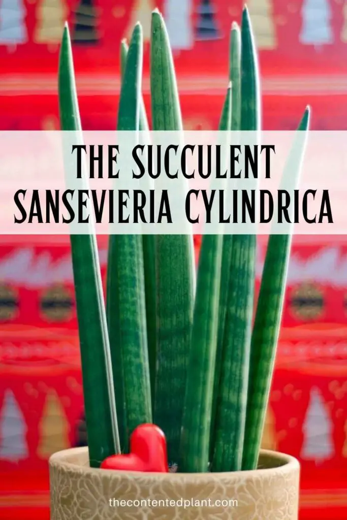 the succulent sansevieria cylindrica-pin image