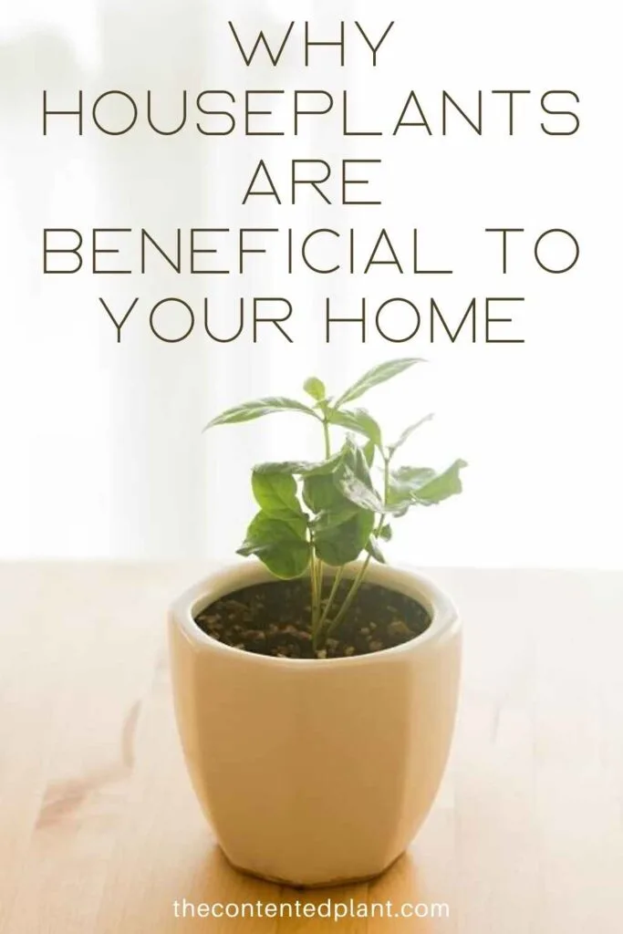 why houseplants are beneficial to your home-pin image