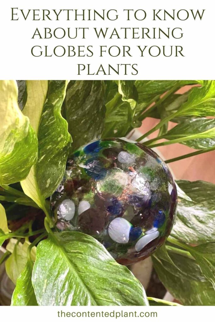 Everything to know about watering globes for your plants-pin image
