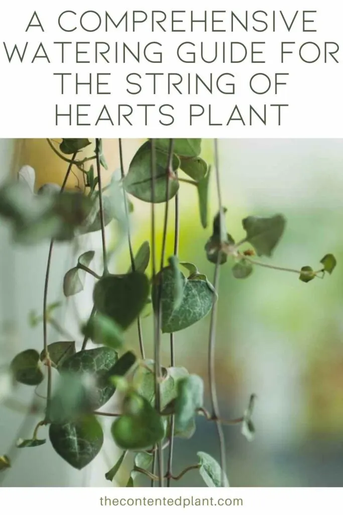 a comprehensive watering guide for the string of hearts plant-pin image
