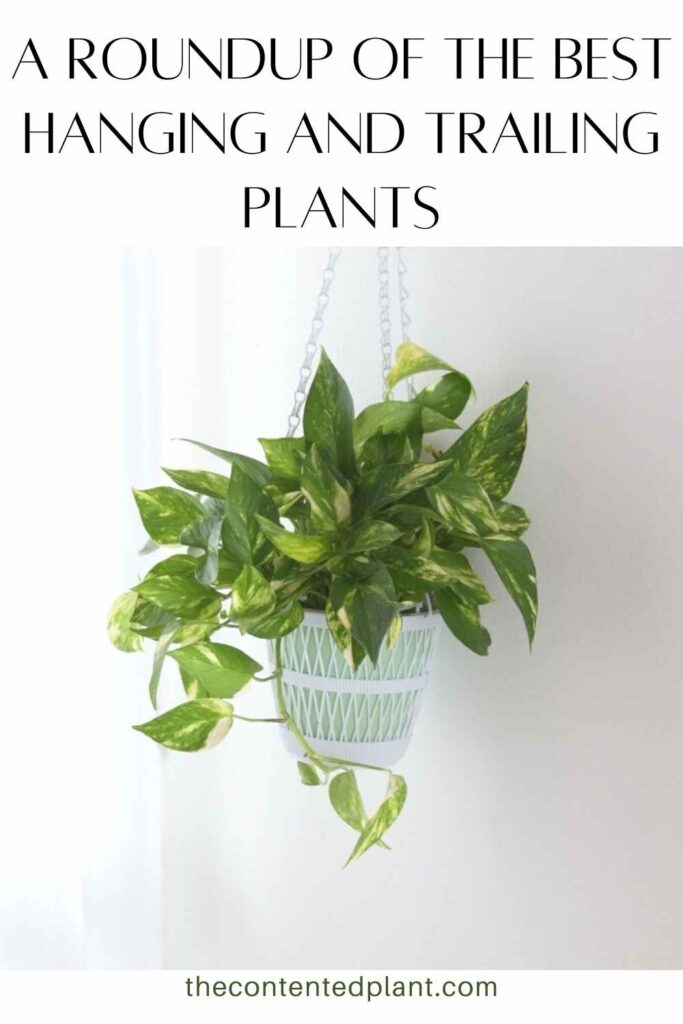 a roundup of the best hanging and trailing plants-pin image
