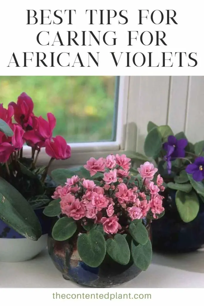 best tips for caring for african violets-pin image