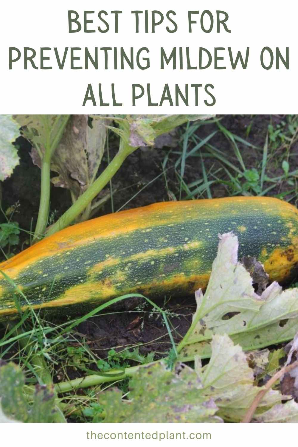 How to Get Rid of Powdery Mildew on PlantsTreatment Guide The