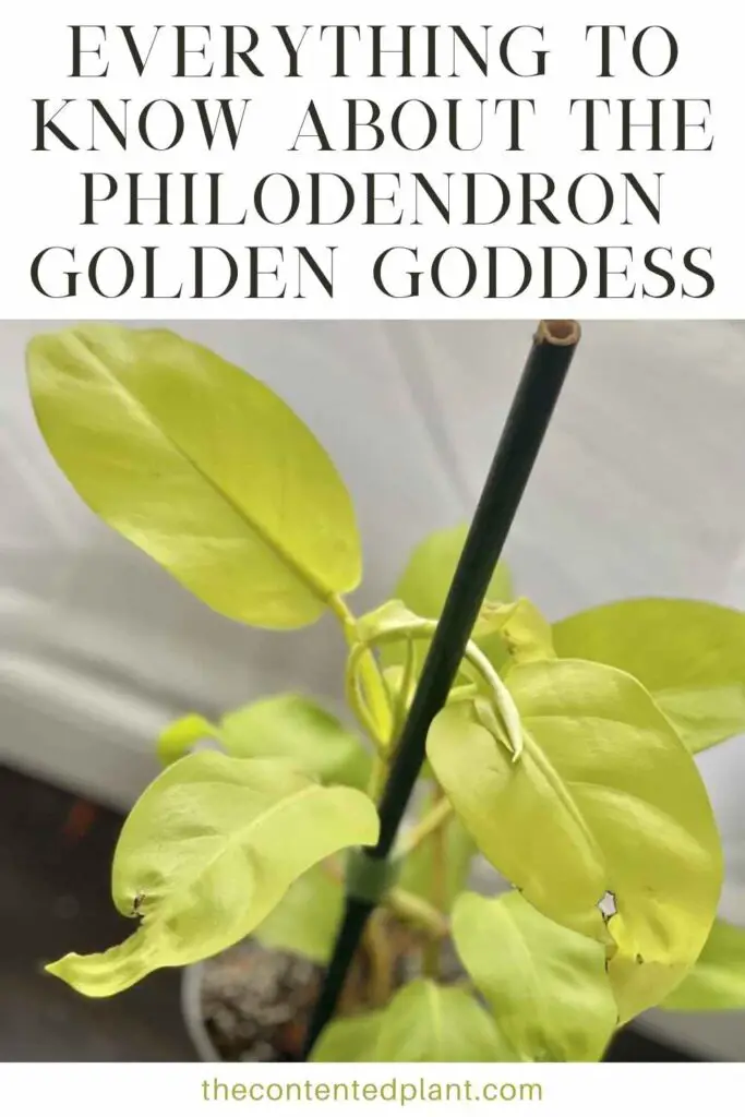 everything to know about the philodendron golden goddess-pin image