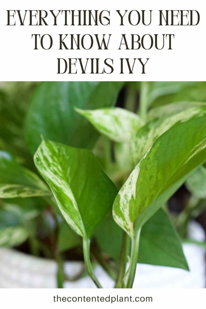 everything you need to know about devils ivy-pin image