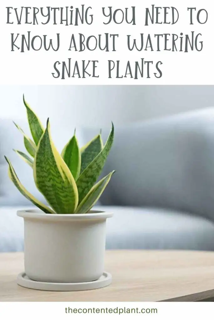 everything you need to know about watering snake plants-pin image