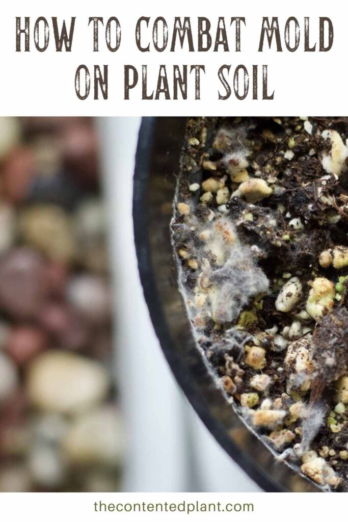 how to combat mold on plant soil-pin image