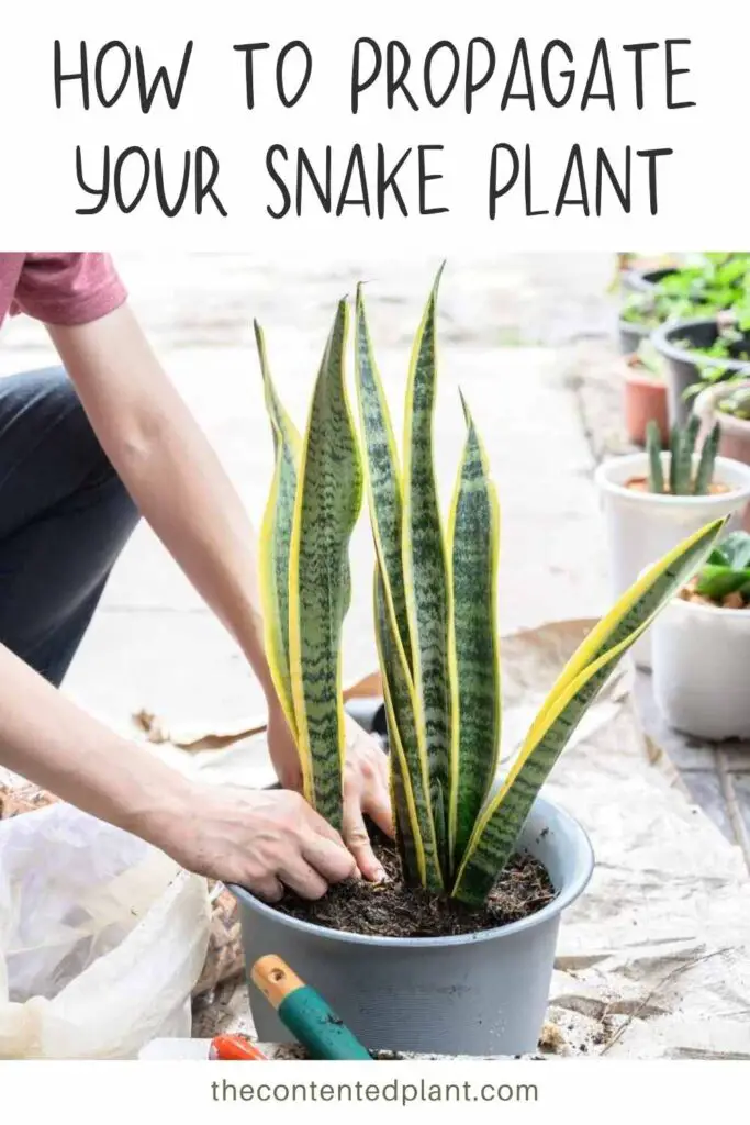 how to propagate your snake plant-pin image