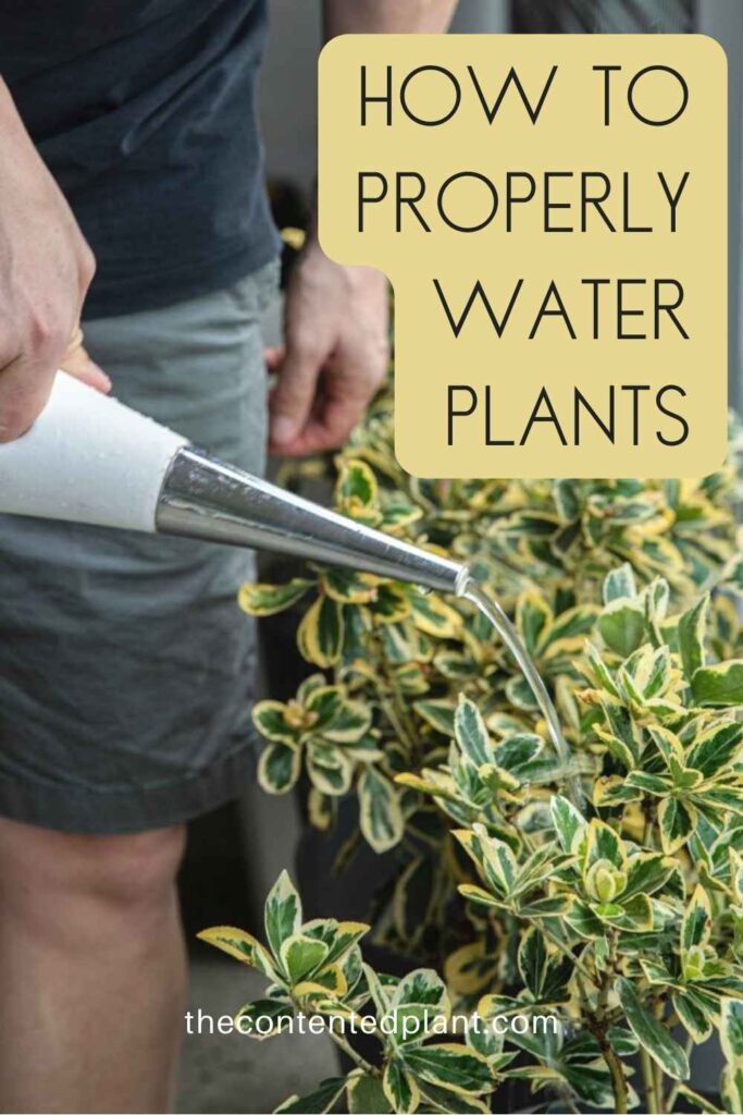 how to properly water plants-pin image