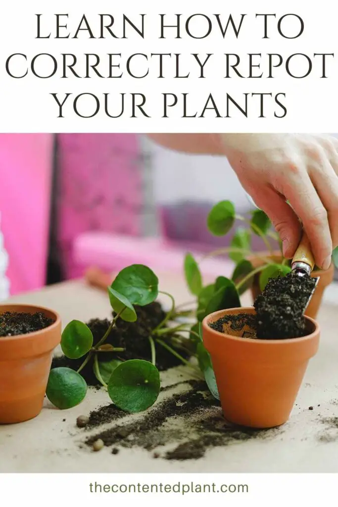 learn how to correctly repot your plants-pin image