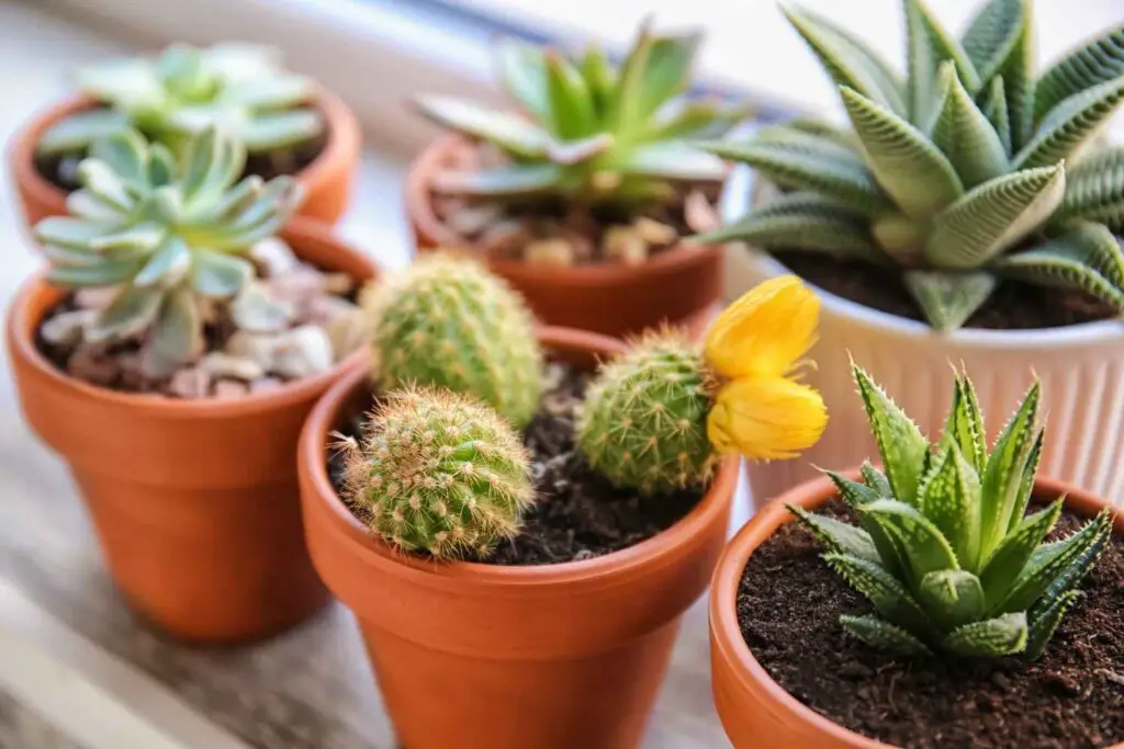 succulents in clay pots