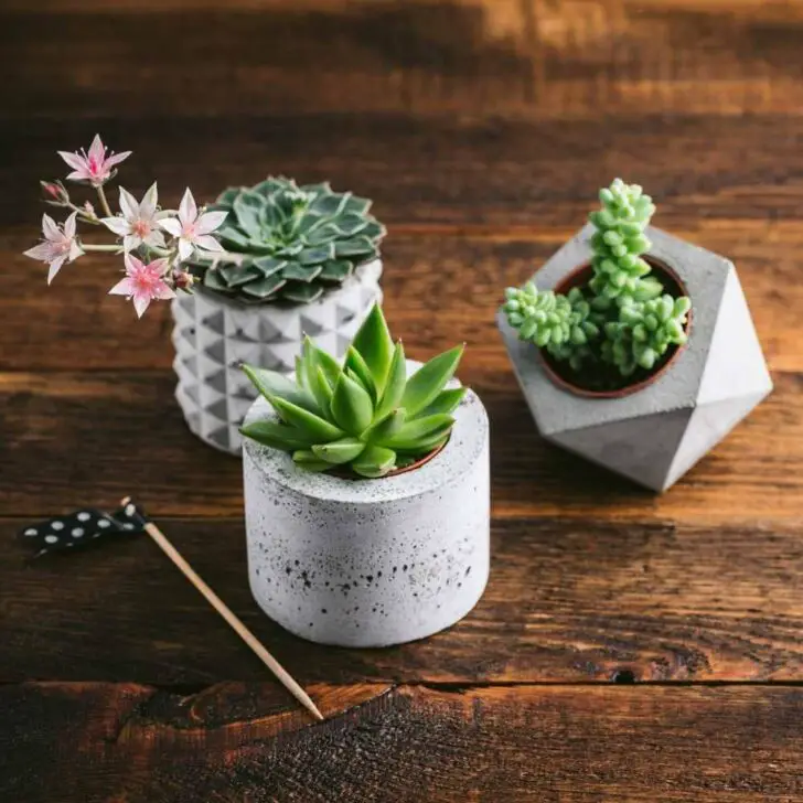 Choosing the Best Succulent Pots The Contented Plant