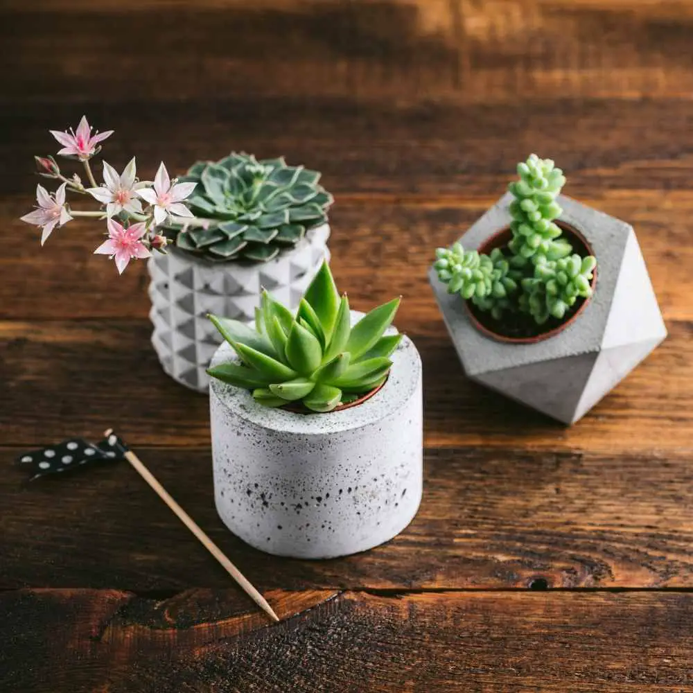 succulents in ceramic pots