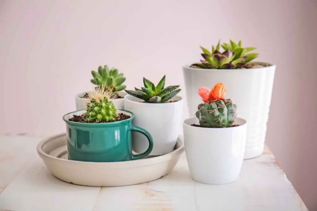 group of succulent pots