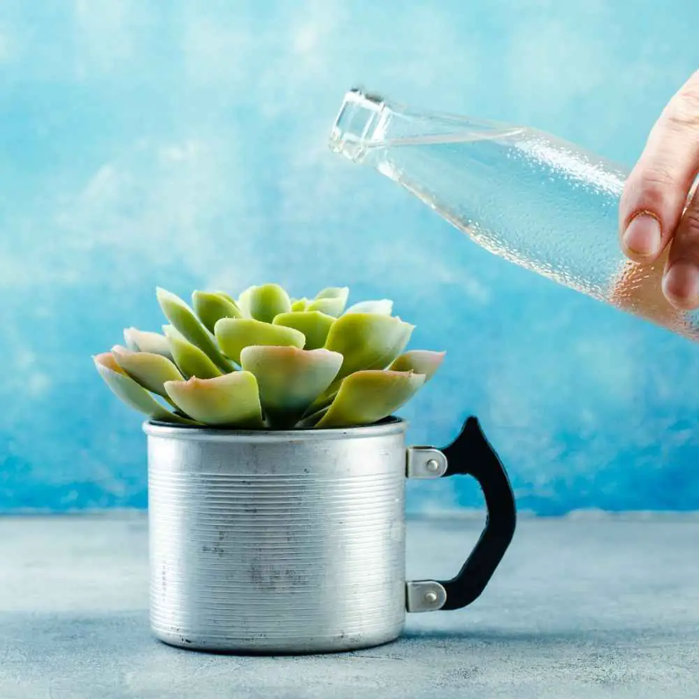 succulent in metal pot