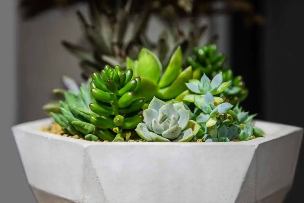 succulent planter