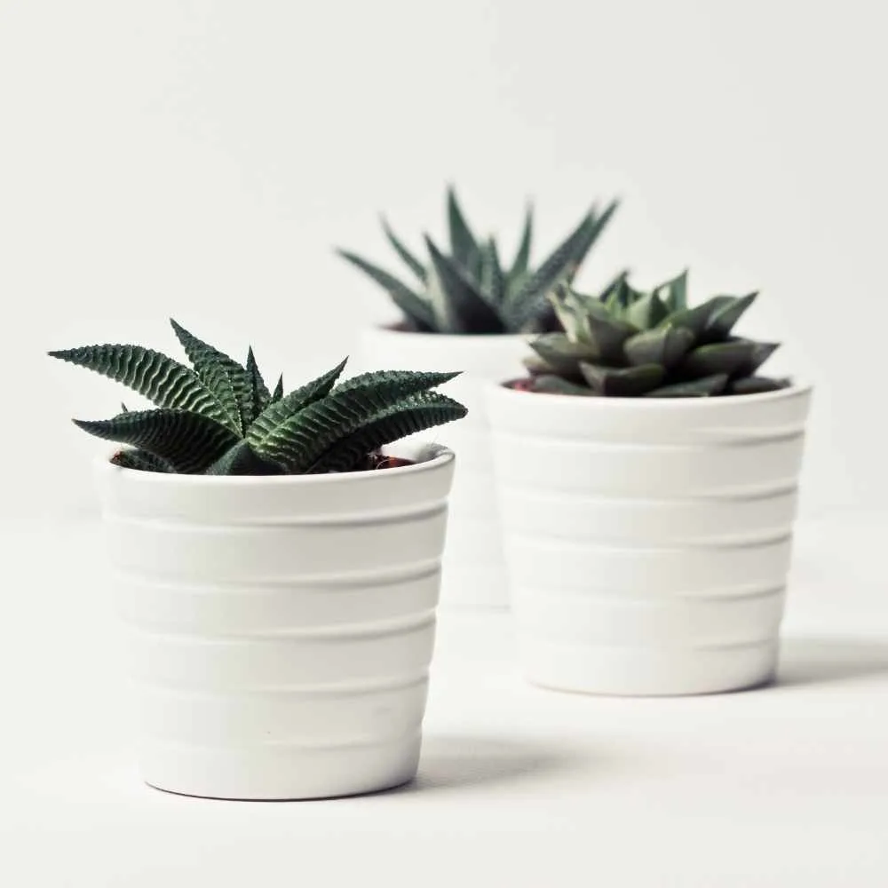 set of minimalists pots
